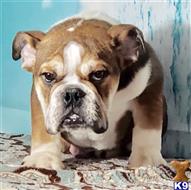 english bulldog puppy posted by tankrtots
