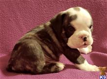 english bulldog puppy posted by tankrtots