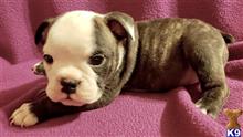 english bulldog puppy posted by tankrtots