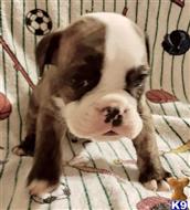 english bulldog puppy posted by tankrtots