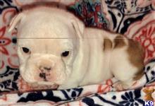 english bulldog puppy posted by tankrtots