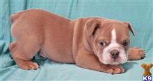 english bulldog puppy posted by tankrtots