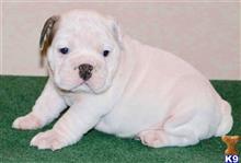 english bulldog puppy posted by tankrtots