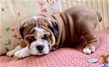 english bulldog puppy posted by tankrtots
