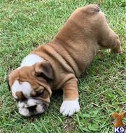 english bulldog puppy posted by tankrtots