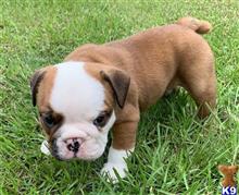 english bulldog puppy posted by tankrtots