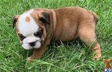 english bulldog puppy posted by tankrtots