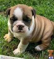 english bulldog puppy posted by tankrtots