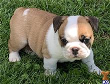 english bulldog puppy posted by tankrtots