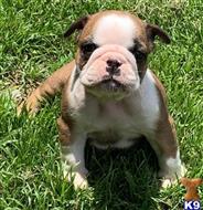 english bulldog puppy posted by tankrtots