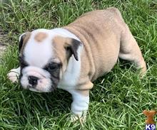 english bulldog puppy posted by tankrtots
