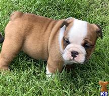 english bulldog puppy posted by tankrtots