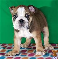 english bulldog puppy posted by tankrtots