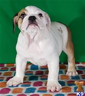 english bulldog puppy posted by tankrtots