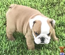 english bulldog puppy posted by tankrtots