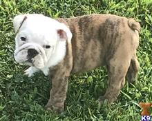 english bulldog puppy posted by tankrtots