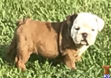 english bulldog puppy posted by tankrtots