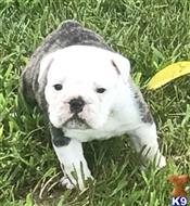 english bulldog puppy posted by tankrtots