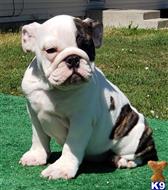 english bulldog puppy posted by tankrtots