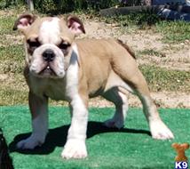 english bulldog puppy posted by tankrtots