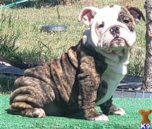 english bulldog puppy posted by tankrtots