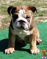 english bulldog puppy posted by tankrtots