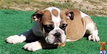 english bulldog puppy posted by tankrtots