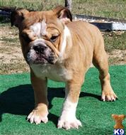english bulldog puppy posted by tankrtots