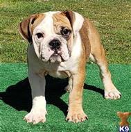 english bulldog puppy posted by tankrtots