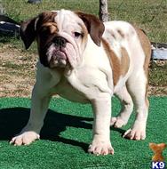 english bulldog puppy posted by tankrtots