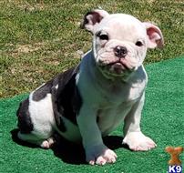 english bulldog puppy posted by tankrtots