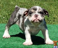 english bulldog puppy posted by tankrtots