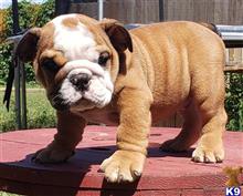 english bulldog puppy posted by tankrtots