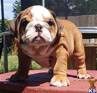 english bulldog puppy posted by tankrtots