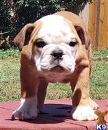 english bulldog puppy posted by tankrtots