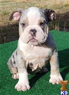 english bulldog puppy posted by tankrtots