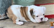 english bulldog puppy posted by tankrtots