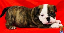english bulldog puppy posted by tankrtots