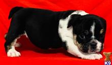 english bulldog puppy posted by tankrtots