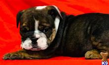 english bulldog puppy posted by tankrtots