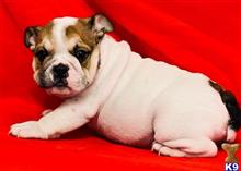 english bulldog puppy posted by tankrtots