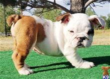 english bulldog puppy posted by tankrtots
