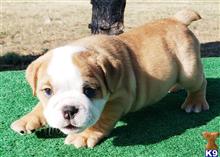 english bulldog puppy posted by tankrtots