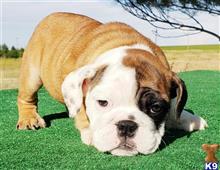 english bulldog puppy posted by tankrtots