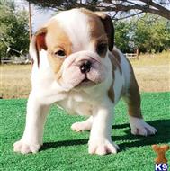 english bulldog puppy posted by tankrtots