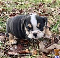 english bulldog puppy posted by tankrtots