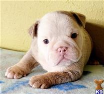english bulldog puppy posted by tankrtots