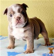 english bulldog puppy posted by tankrtots