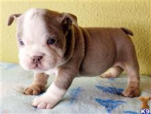 english bulldog puppy posted by tankrtots