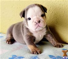 english bulldog puppy posted by tankrtots